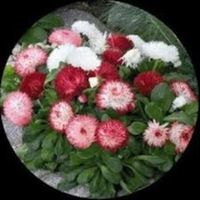 Gul Bhahar-1765893047716